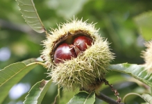 Rezervatia Naturala Padurea Tismana-Pocruia